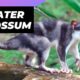 Water Opossum 🐀 One Of The Cutest And Exotic Animals In The World #shorts