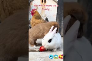 We will always be a family #animallovers #cute #foryou #animals  #shorts