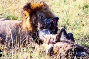 What If Lion King Fight Stupid Hyenas That Enters His Territory ?