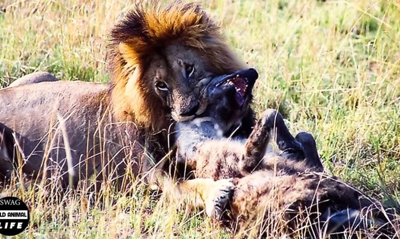 What If Lion King Fight Stupid Hyenas That Enters His Territory ?