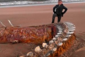 What a man captured on a beach shocked the whole world