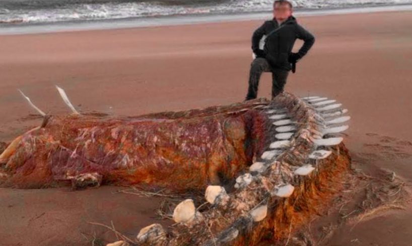 What a man captured on a beach shocked the whole world