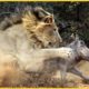 Wild African Wild Boar Crazy Attacks Lions Scared Hunters Away | Animal Fights
