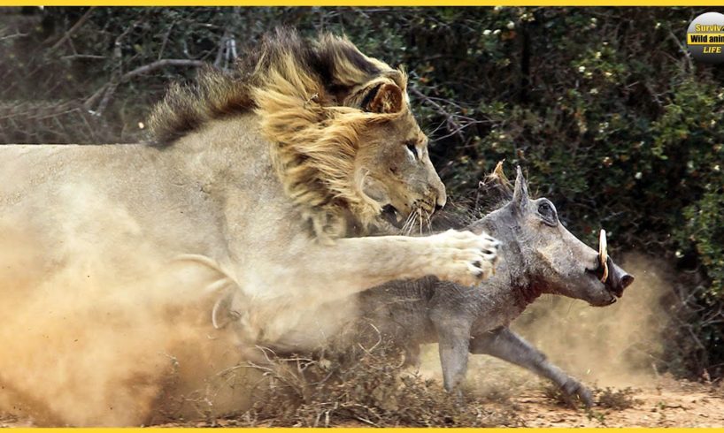 Wild African Wild Boar Crazy Attacks Lions Scared Hunters Away | Animal Fights
