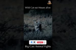 Wild Cat eat Mouse alive | Wild Animal Attacks #wildanimals # shorts
