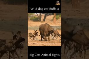 Wild dog eat Buffalo | Wild Animal Attacks #wildanimals # shorts