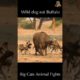 Wild dog eat Buffalo | Wild Animal Attacks #wildanimals # shorts