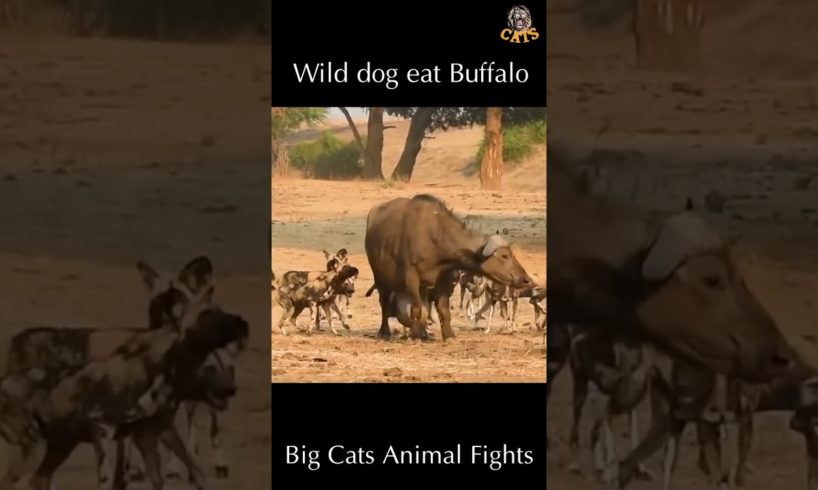 Wild dog eat Buffalo | Wild Animal Attacks #wildanimals # shorts