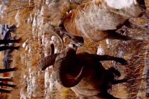 Wild sheep fight latest video 2023 | Wild animals fights | Animals kingdom