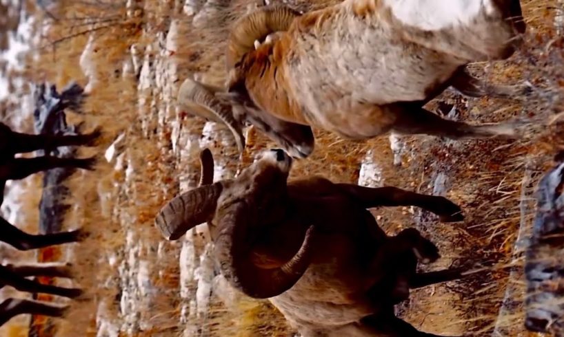 Wild sheep fight latest video 2023 | Wild animals fights | Animals kingdom
