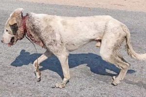 Wire cutting into a dog’s neck nearly killed him.