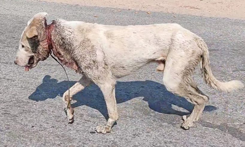 Wire cutting into a dog’s neck nearly killed him.