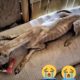 You Can't Stop Crying Watching This Dog| Rescue Dog Videos