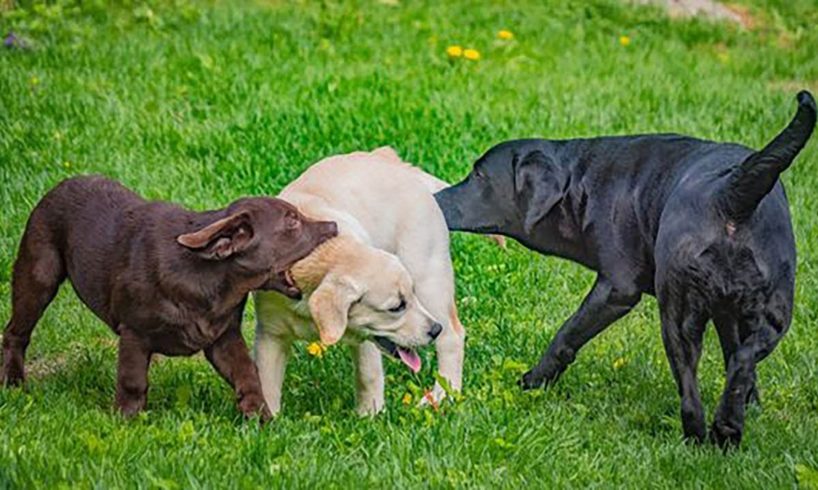 😱 You'll Laugh Your Belly When You Watch Videos of FUNNY ANIMALS On This Earth 😱