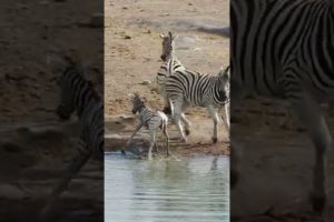 Zebra Tries to Kill Foal While Mother Fights Back #shorts #animals