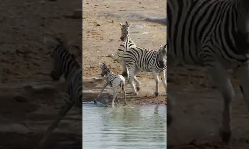 Zebra Tries to Kill Foal While Mother Fights Back #shorts #animals