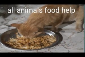 all animals food help dogs,funny cats and dogs,funny #videos