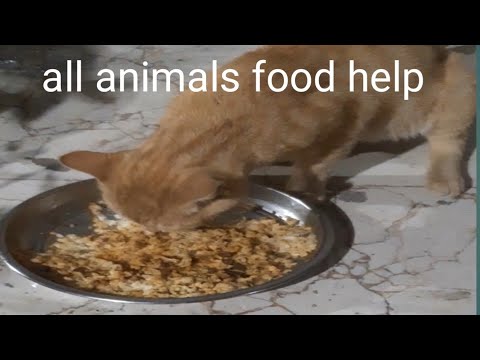 all animals food help dogs,funny cats and dogs,funny #videos