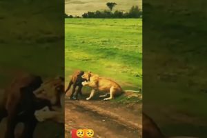 animal fights caught on tape | animal live reaccion | Animal