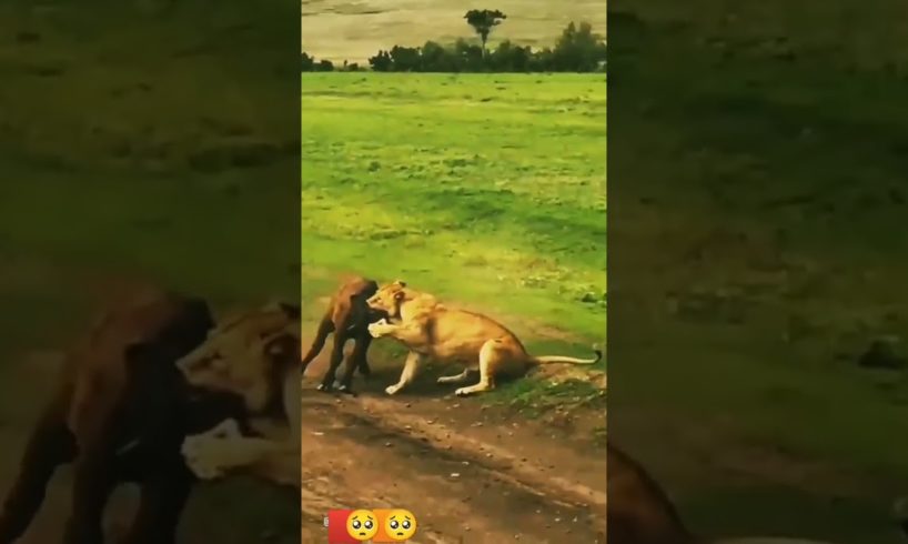 animal fights caught on tape | animal live reaccion | Animal