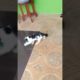 baby cat playing #shorts #cat