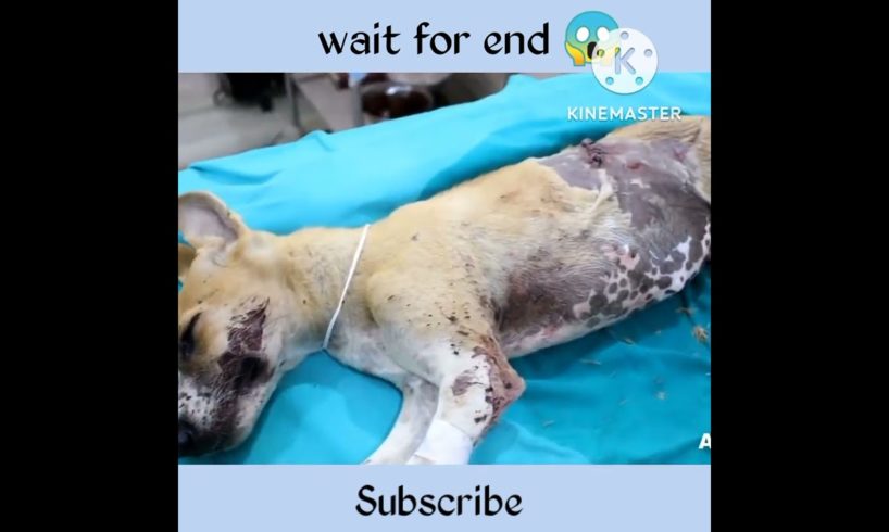 baby dog rescue video 😱 // #shorts #rescue #factsshorts