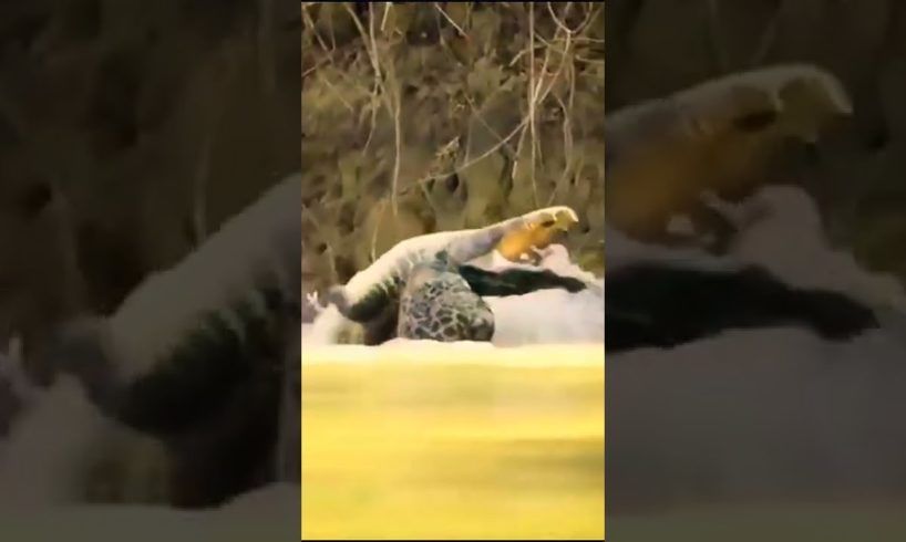 biggest animal fights #shorts #youtuberrs