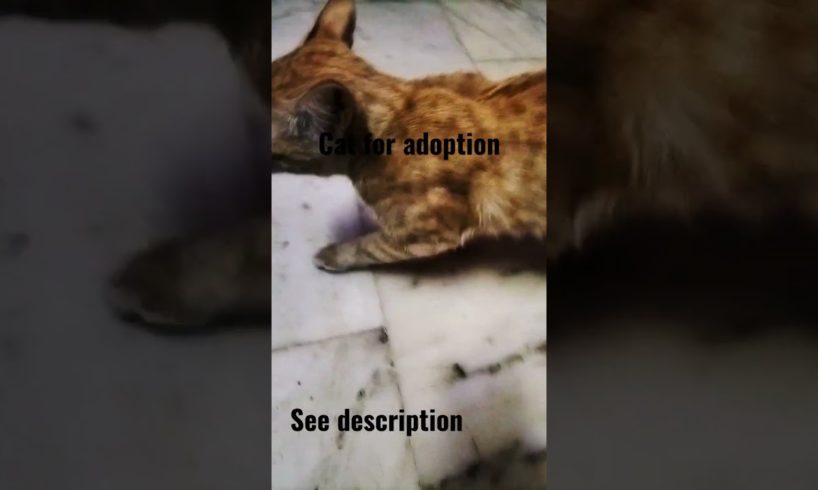 cat for adoption #cutecat #adoptcats @ovy_gamer3377
