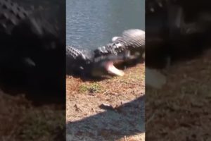 crocodile vs crocodile fight osm animals fight 💪😈