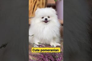 cute pomeranian puppy ||cute puppies ||#shorts #short #shortvideo #viral #trending #funny #love