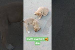 cute puppies 🥰 🤩 / cute puppies images / dog / dogs video/dog playing  / cute puppy// puppy dog 🐕