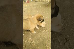 #cute puppies #cutest baby dog #puppies #cutties