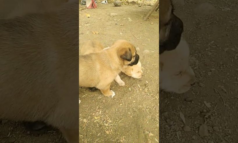 #cute puppies #cutest baby dog #puppies #cutties