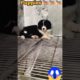 cute puppies cutest 🤗🤗#short #shortsfeed #shortvideo #puppy #puppies #viral