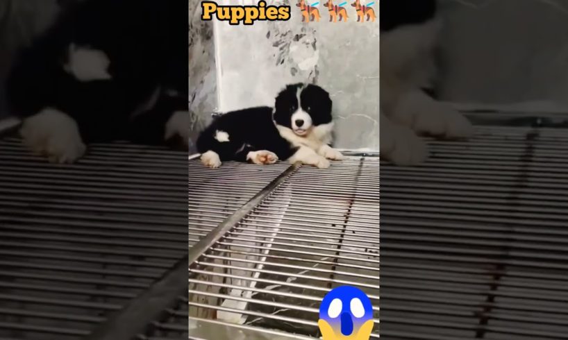 cute puppies cutest 🤗🤗#short #shortsfeed #shortvideo #puppy #puppies #viral