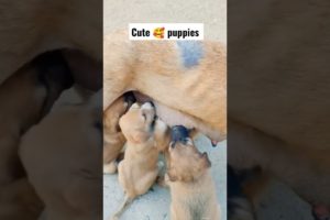 cute puppies 🐕 in the world 🌍 dom dom yes yes viral fat man #cutestpets #shorts #cutestdogs