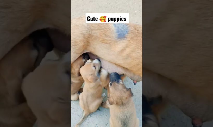 cute puppies 🐕 in the world 🌍 dom dom yes yes viral fat man #cutestpets #shorts #cutestdogs
