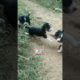 cute puppy playing with me||#shorts #shortvideo #animals #puppy  #viral #trending #trend