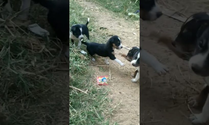 cute puppy playing with me||#shorts #shortvideo #animals #puppy #viral #trending #trend