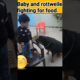 cutest baby and dog fight | rottweiler | #shorts #viral #dog