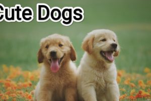 cutest puppies and dog complications #animals #viral #foryou #dog #1million