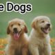 cutest puppies and dog complications #animals #viral #foryou #dog #1million