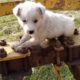 cutest puppies are playing and ranning fastly