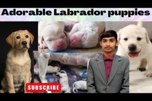 cutest puppies|cute baby animals|Adorable lab puppies play outside