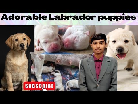 cutest puppies|cute baby animals|Adorable lab puppies play outside