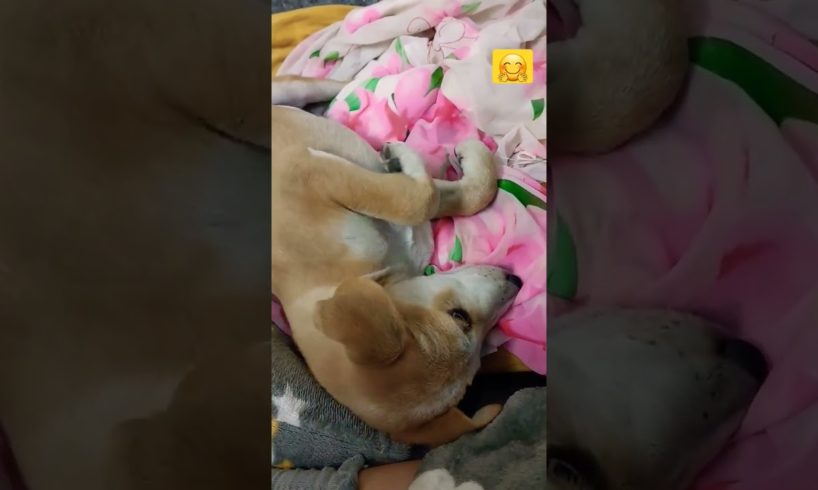 cutest puppy ever since