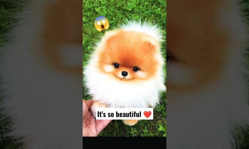 cutest puppy π in the world π #cutestpets #mytreasure #shorts #cutestdogs #viralpets #cutestpuppy