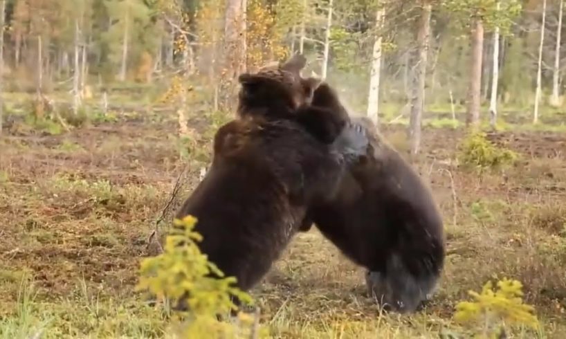 dangerous Animal fights shorts | wild animals fight