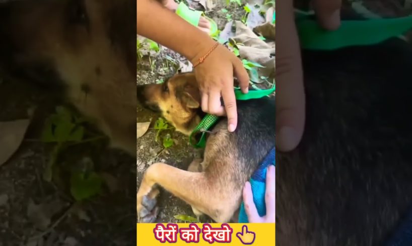 dog rescue video || dog Rescue Team || dog rescue india #dog #rescuedog #dogshorts #savelife