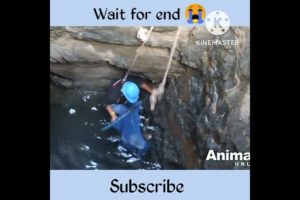 dog rescue video // 😭 #shorts #rescue #factsvideo